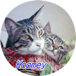 koomeyblog